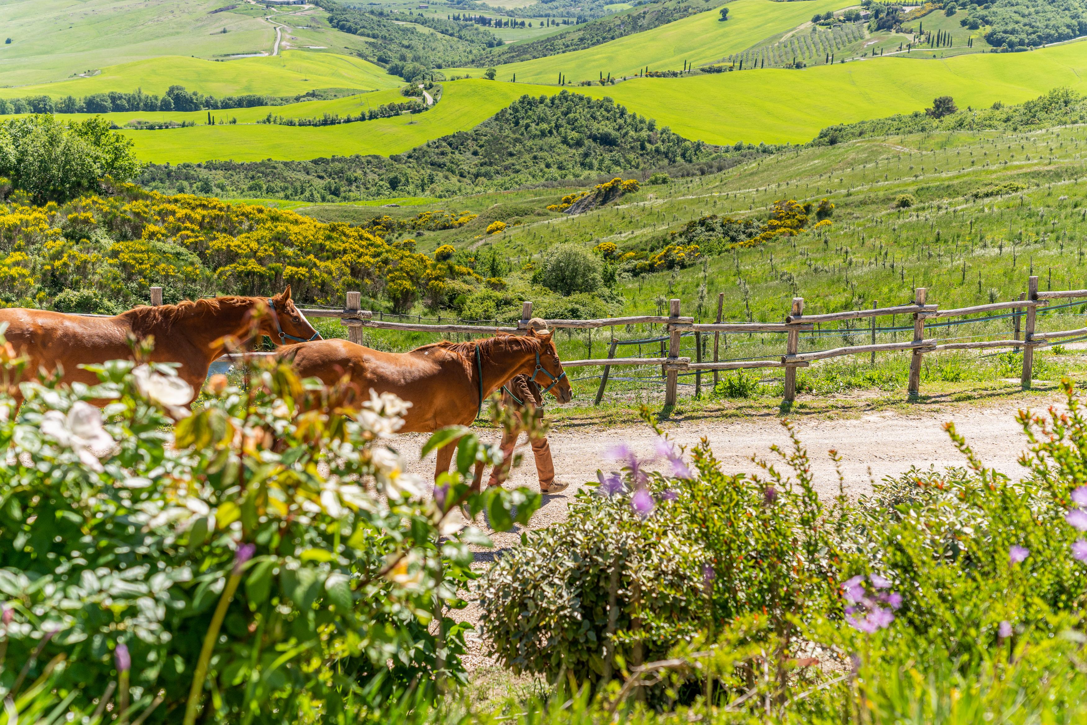 Podere Val D'Orcia - Tuscany Equestrian Сартеано Экстерьер фото